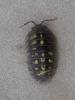 Armadillidium granulatum